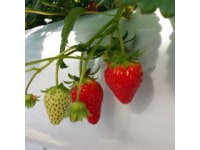 カウベルいちご園