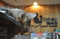 ひだまり猫茶房