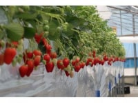 ストロベリーファーム雫