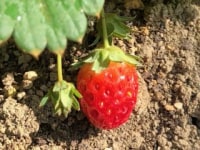 いちごファクトリー