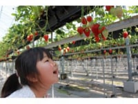 ジャパン・ベリー