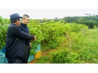 モリンガ夢牧場