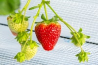 農園ガーデン空 ひみつの花園・コモレビ農園