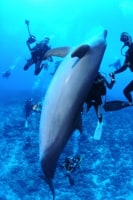 ブルー&スノーダイビングスクール