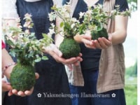 夜久野高原 花テラス