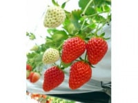 めぐりーん産地直売所