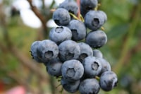 ピコブルーベリー農園