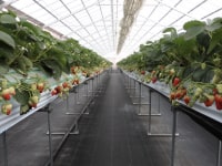 茅ヶ崎ナベヤ苺園