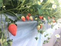 strawberry farm ふじもと
