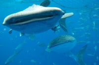 トップマリン宜野湾店