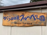 かぐらばの里ブルーベリー園