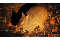 ミッド●ナイトツアー  奄美