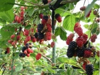 三内縄文ベリーランド