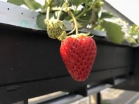 厚木農園 Atsugi-Nouen