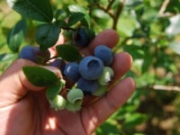 コロコロ農園 庄兵衛