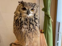 高山owl