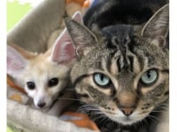 Little Fairy リトルフェアリー