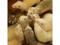 Ferret&Cafe スキップ