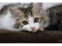 保護ねこcafe Familia