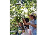 里仁ブルーベリー農園