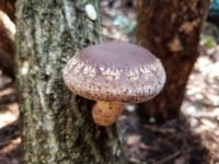 ダチョウ観光農園