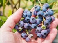 かわはら夢農園