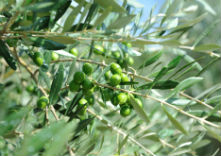 瀬戸内オリーブ園