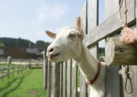 神石高原ティアガルテン