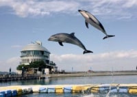 日本ドルフィンセンター