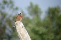 知床ころぽっくる