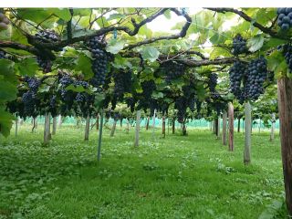 大竹ぶどう園の写真1