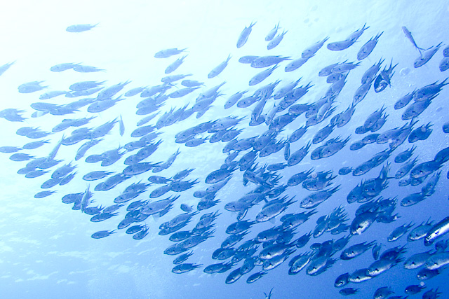 ドルフィンリングの写真1