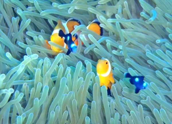 ダイビングスクール TOP-Jの写真1