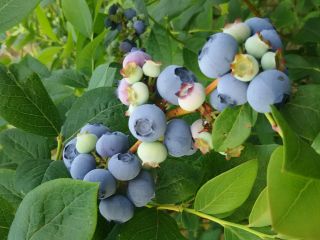 フルーツランド谷井農園の写真1