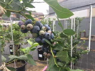 藤沢ブルーベリーファームの写真1