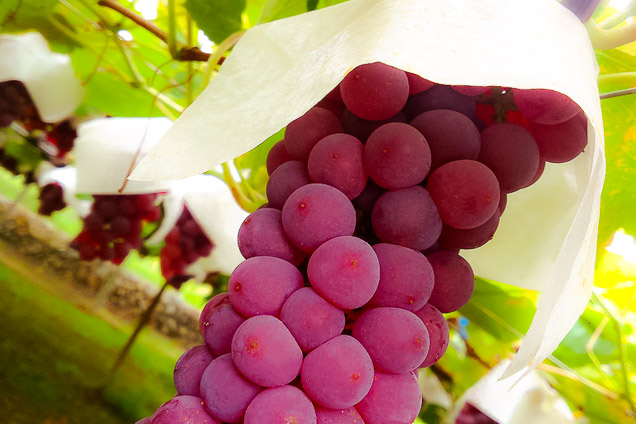 笛吹ワインの写真1