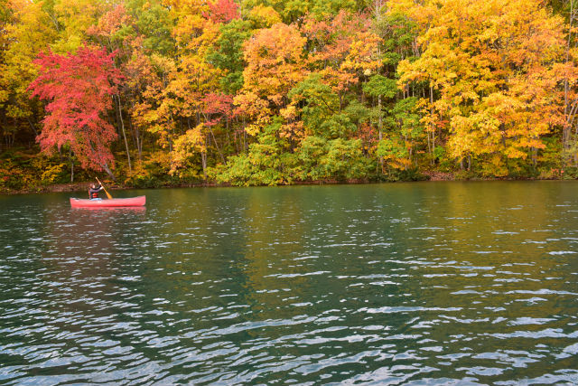 ヤマニーカワニーの写真1