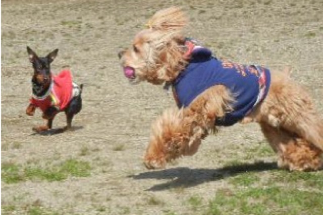 Welina Dog Parkの写真1