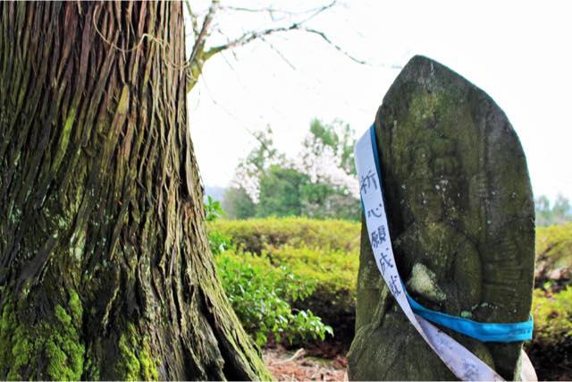 トコトコの写真1