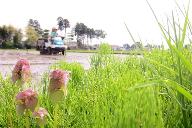 Jun Blend Farmの写真1