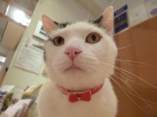 保護猫カフェ 猫見家の写真1