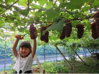 鷹之羽ぶどう園の写真1