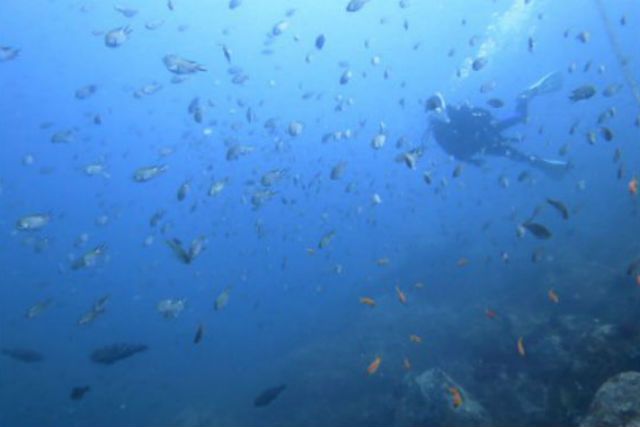 ドルフィンウェーブの写真1