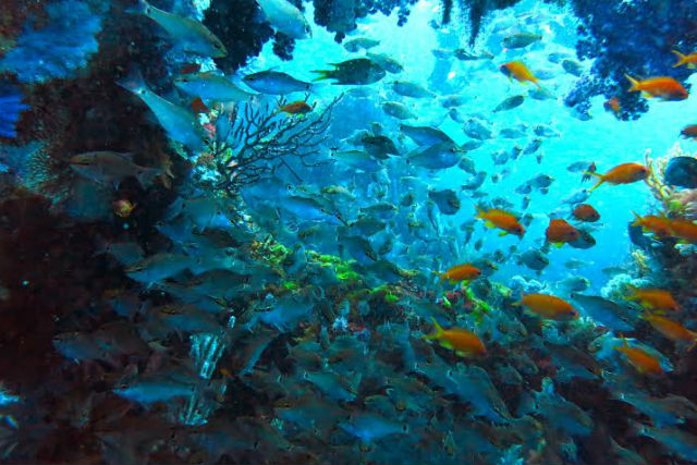 ダイブハウス富戸の写真1