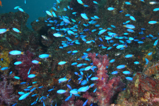 さかなや潜水サービスの写真1