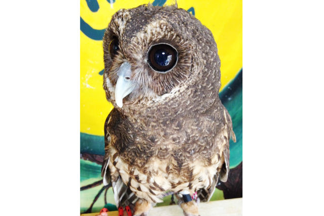 ふくろうかふぇ地球の写真1