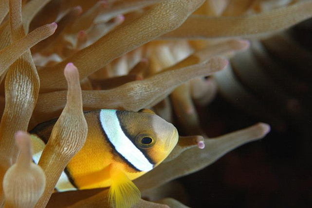 DiveFamily Yellowの写真1