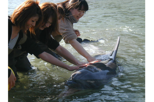 ドルフィンビーチの写真1