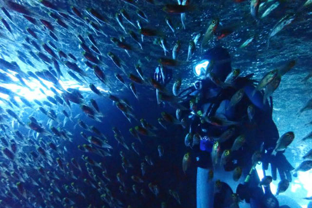 アイダイブの写真1