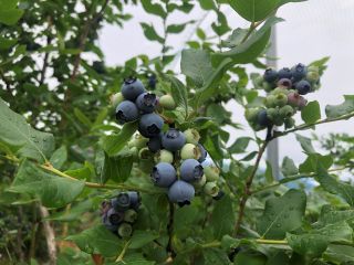 そば処こうやの写真1